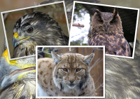 Exkursion zu Luchs, Uhu und Mäusebussard 